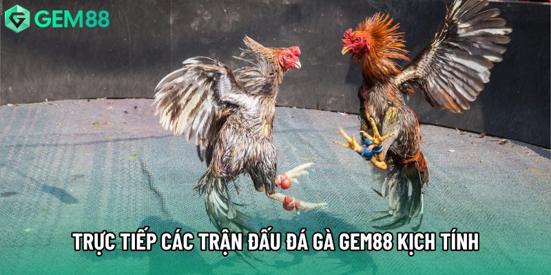 Trực tiếp các trận đấu đá gà gem88 kịch tính Trực tiếp các trận đấu đá gà gem88 kịch tính